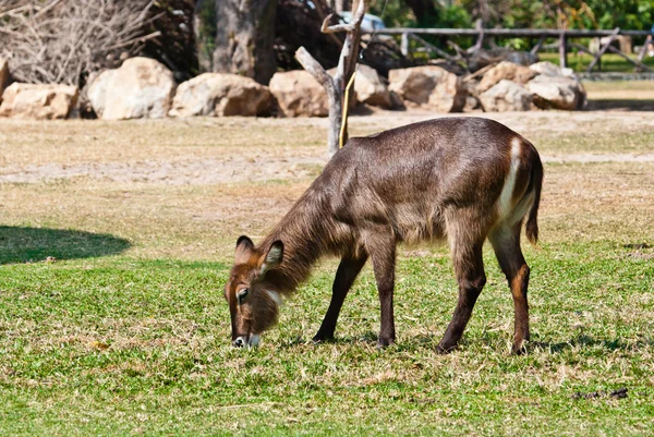 Wild antelope — Fotografie, imagine de stoc