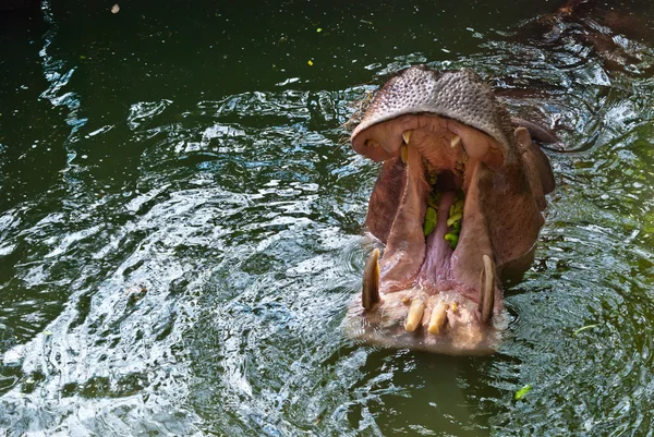 Grand hippopotame ouvrant sa bouche pour la nourriture — Photo