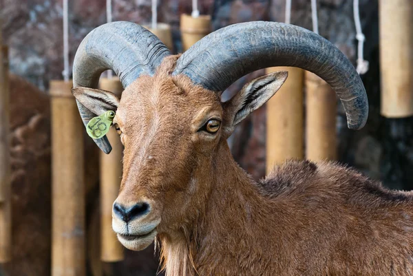 Барбарийские овцы — стоковое фото
