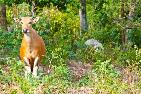 Banteng bull — Fotografie, imagine de stoc