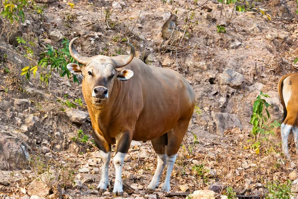 Banteng bull — Stock Photo, Image
