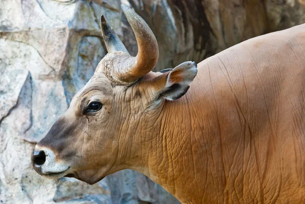 Banteng bull — Stock Photo, Image