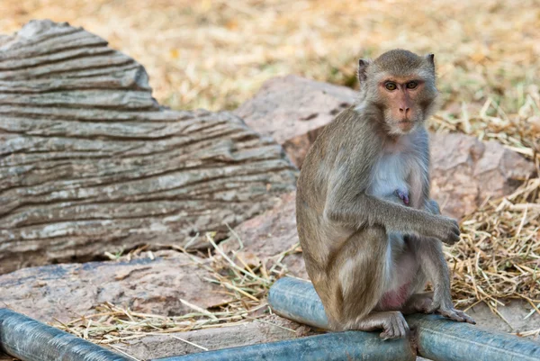 Female monkey sitting down looking around — Stock Photo, Image