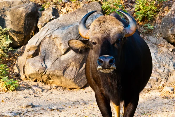 Большой чёрный бык — стоковое фото