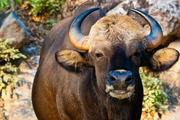 Grande touro preto — Fotografia de Stock