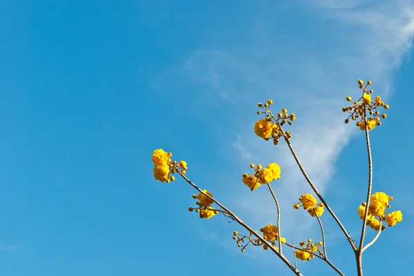 stock image Wild yellow flower with blue sky