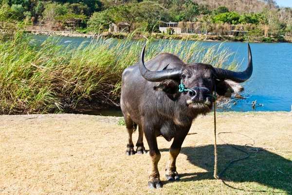 Búfalo fêmea grande — Fotografia de Stock