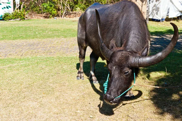 Large female buffalo — Stock Photo, Image