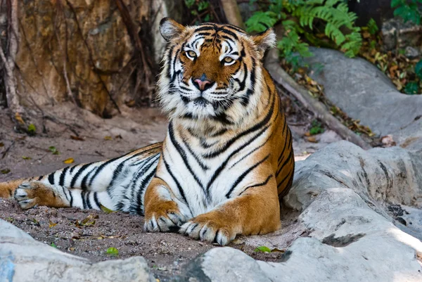 Θηλυκό άγριας τίγρης από Ταϊλάνδη — Φωτογραφία Αρχείου