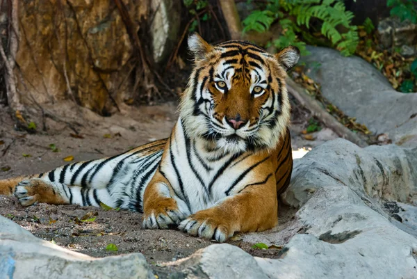 Kobieta dzikiego tygrysa z Tajlandii — Zdjęcie stockowe