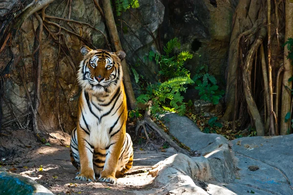 Weibchen wilder Tiger aus Thailand — Stockfoto