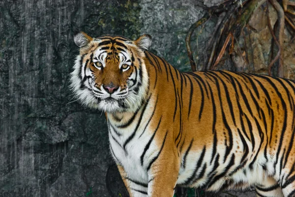 Tigre salvaje hembra de Tailandia — Foto de Stock