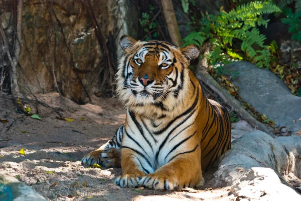 Female wild tiger from Thailand — Stock Photo, Image