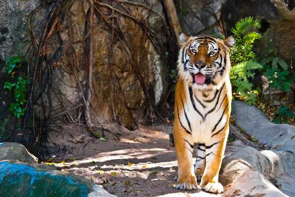 Kvinnliga vild tiger från thailand — Stockfoto