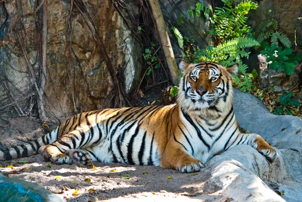 Weibchen wilder Tiger aus Thailand — Stockfoto