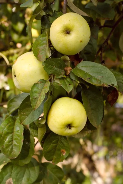 Dojrzałe jabłka zielone Zdjęcia Stockowe bez tantiem