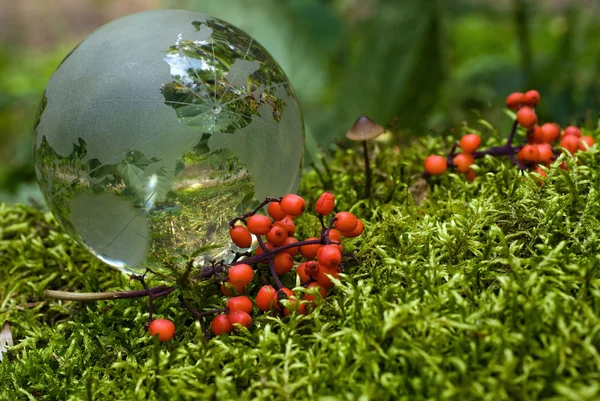 The crystal-clear globe on a green moss