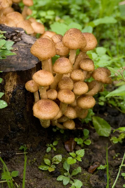 stock image Fall mushrooms