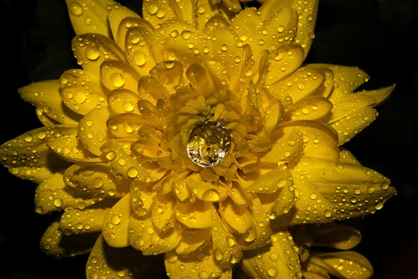 Gioiello su un fiore giallo — Foto Stock