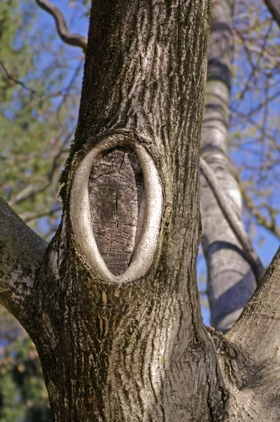 Δέντρο με κόμπο — Φωτογραφία Αρχείου