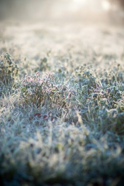 çimenlerin üzerinde hoarfrost