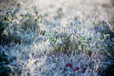 çimenlerin üzerinde hoarfrost