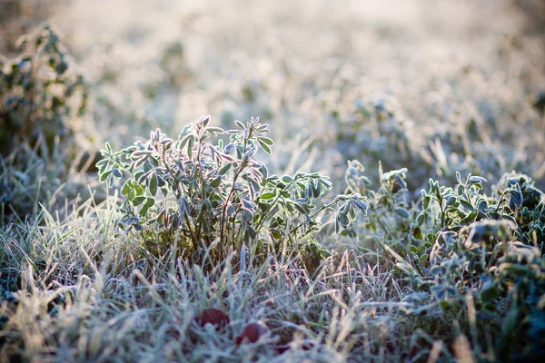 çimenlerin üzerinde hoarfrost