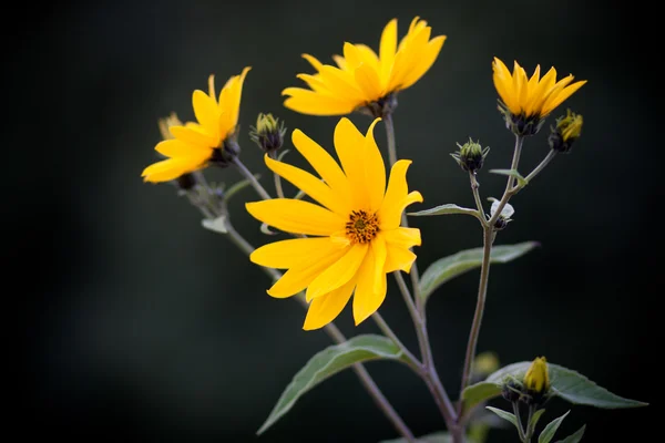Kleine zonnebloemen — Stockfoto