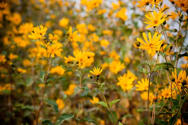 stock image Small sunflowers