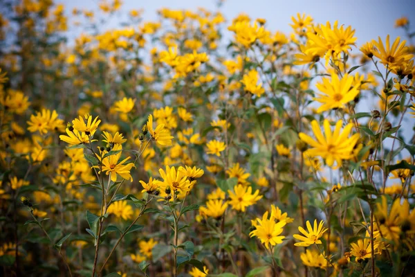 Stock image Small sunflowers