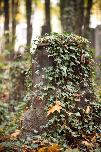 Старое еврейское кладбище — стоковое фото