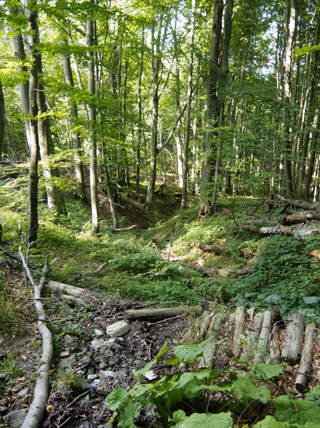Παλαιό δάσος σε moutain — Φωτογραφία Αρχείου