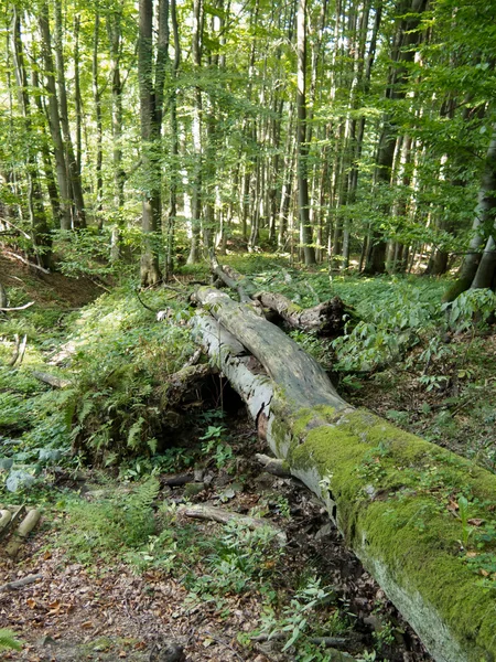 Παλαιό δάσος σε moutain — Φωτογραφία Αρχείου