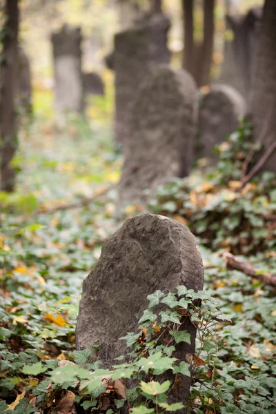 Régi zsidó temető — Stock Fotó