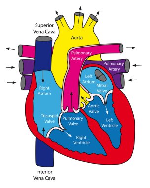 Anatomy of the human heart clipart