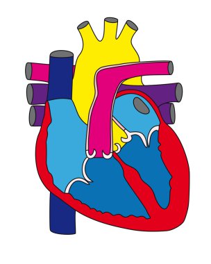 Anatomy of the human heart 1 clipart