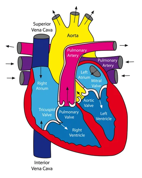 Insan kalp anatomisi — Stok Vektör