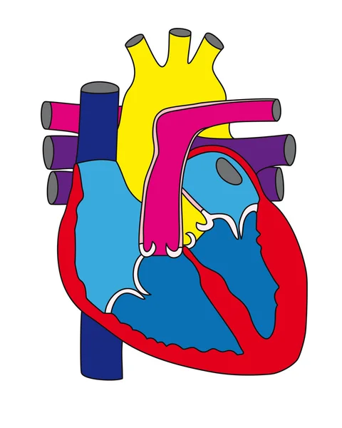 Anatomie des menschlichen Herzens 1 — Stockvektor