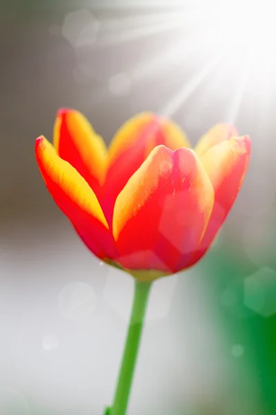 Tulipány v jarním slunci — Stock fotografie