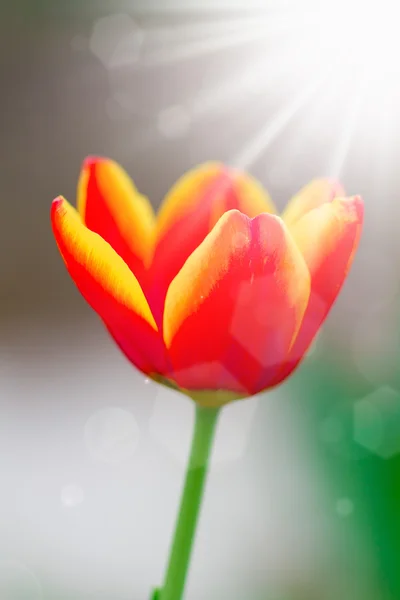 Tulipes au soleil printanier — Photo