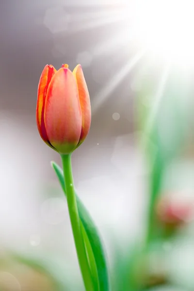 Tulipanes al sol de primavera — Foto de Stock