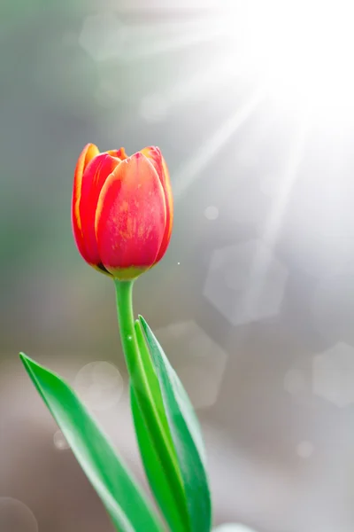 Tulips in spring sun — Stock Photo, Image