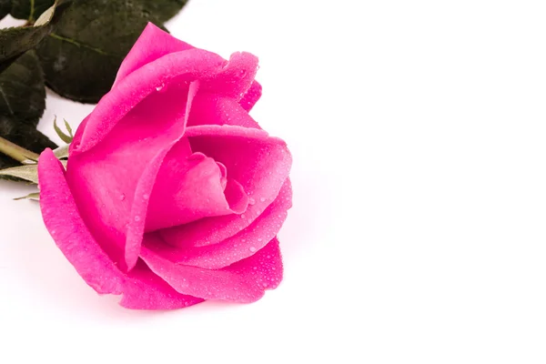 Romantic vintage rose background — Stock Photo, Image