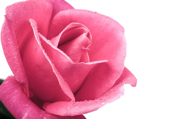 Romántico vintage rosa fondo —  Fotos de Stock