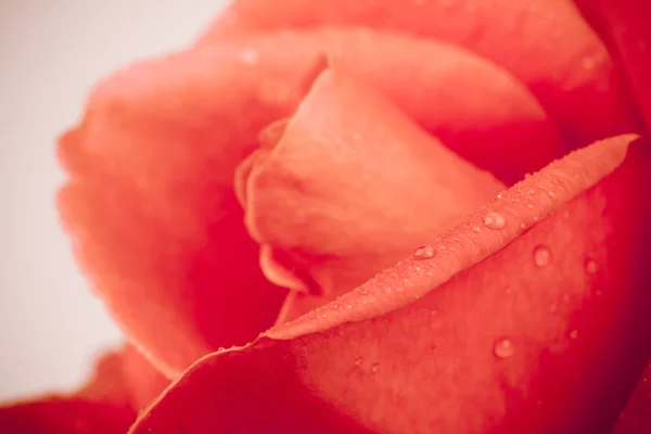 Romantische Vintage Rose Hintergrund — Stockfoto