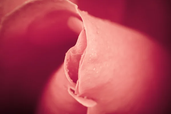 Romantico vintage rosa sfondo — Foto Stock