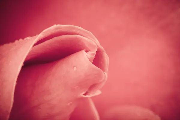 Romantyczny starodawny róża tło — Zdjęcie stockowe