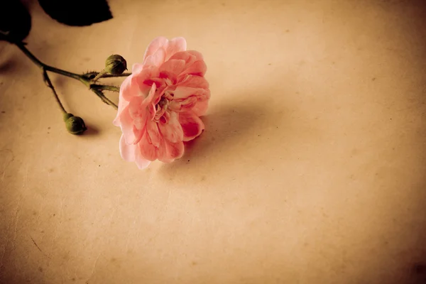 Pusty papier z różą — Zdjęcie stockowe