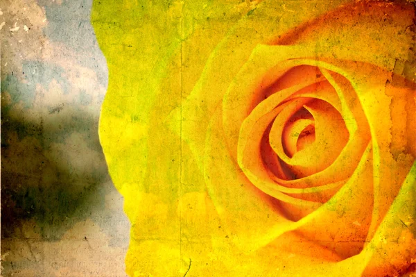Grunge papper med gul ros blomma — Stockfoto