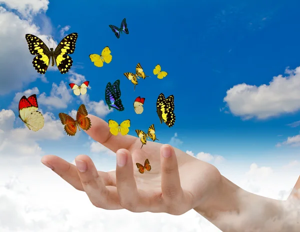 Hand holding butterflies — Stock Photo, Image